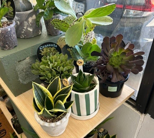 Winter indoor plant care tips - What do you change?