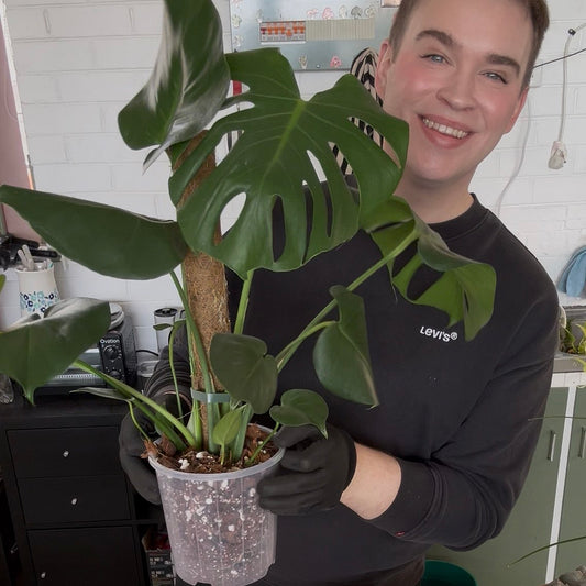 Is my plant ready to be repotted? Here are the tell tale signs!