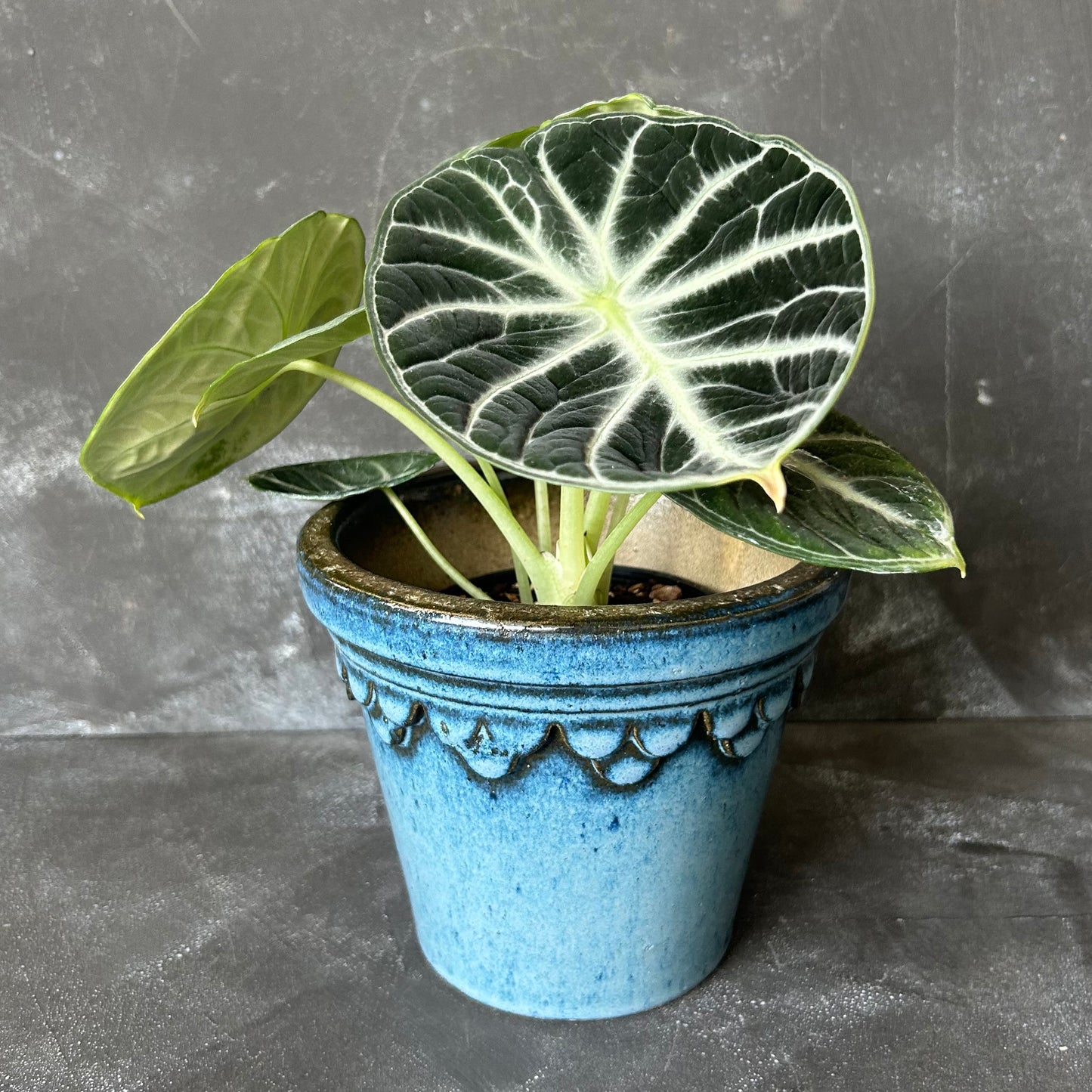 Glazed Castle Pot by Nipots 16cm