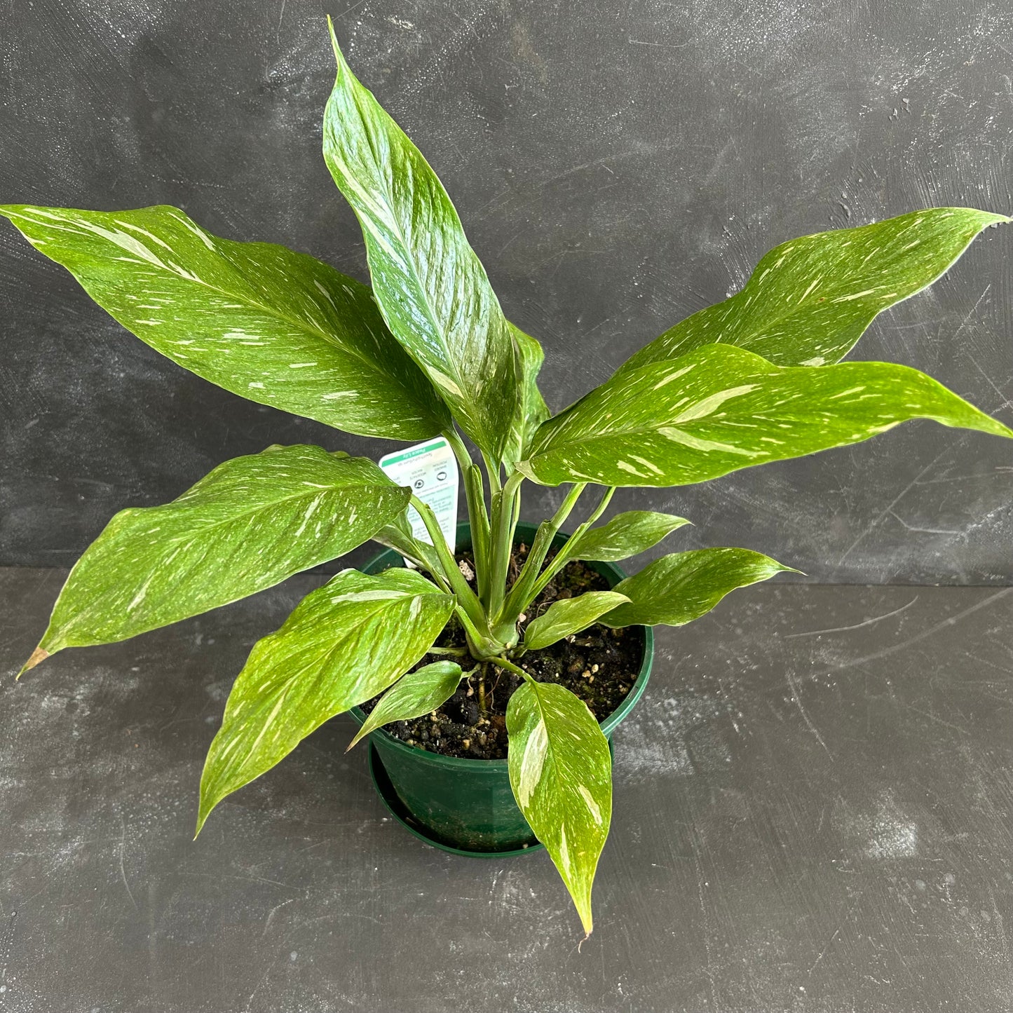 Spathiphyllum Jet Diamond 170mm