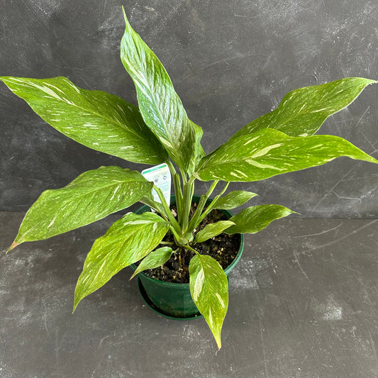 Spathiphyllum Jet Diamond 170mm