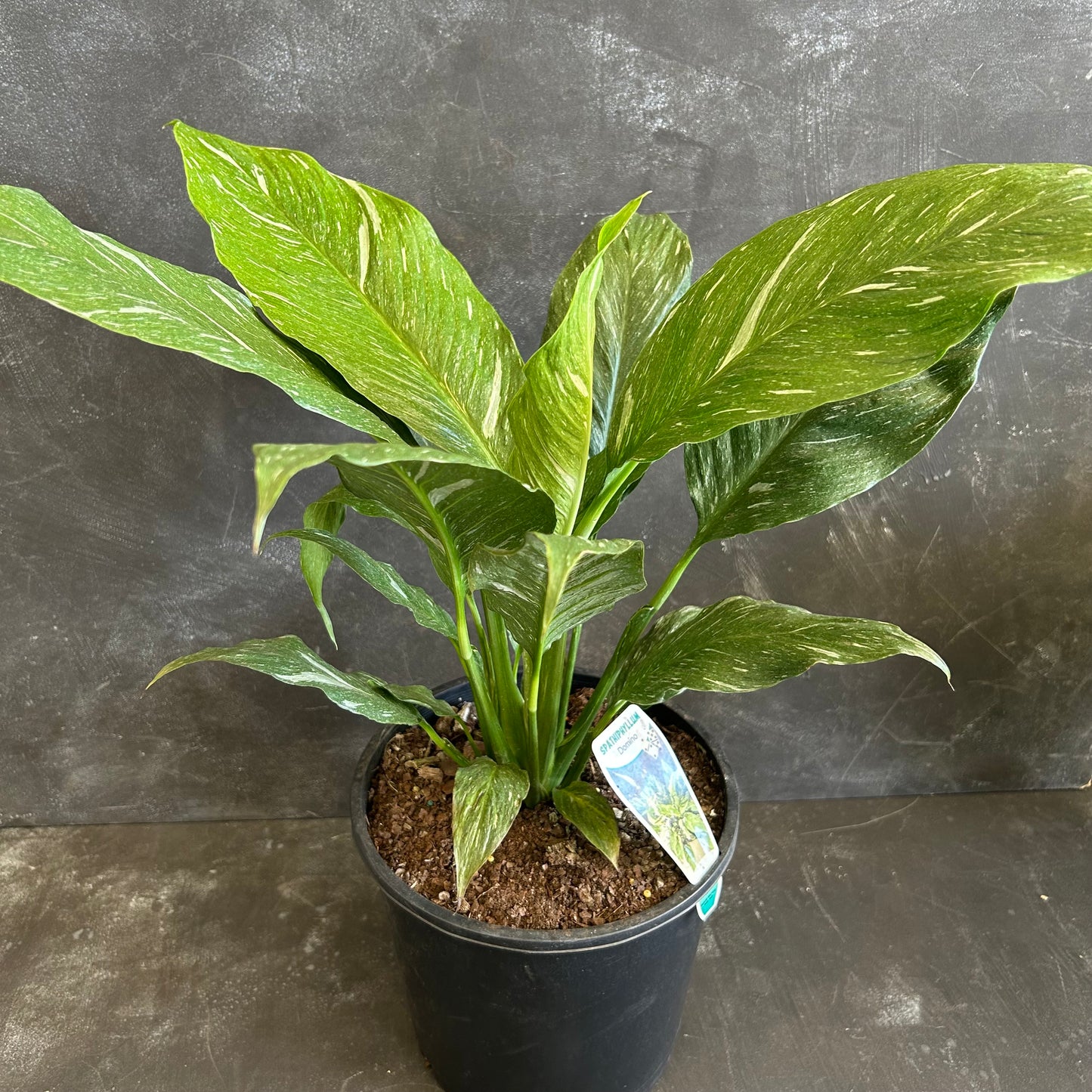 Domino Peace Lily 200mm