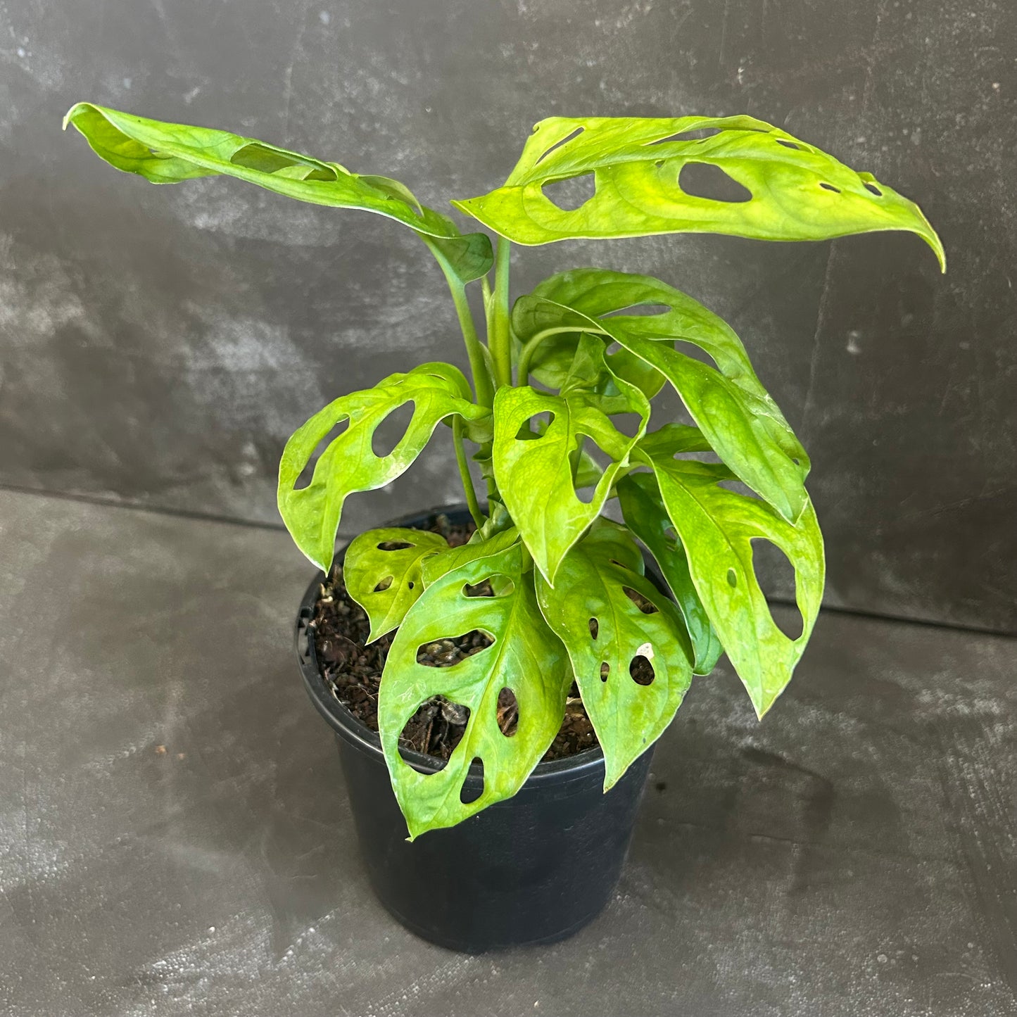 Monstera Adansonii Monkey Mask 130mm