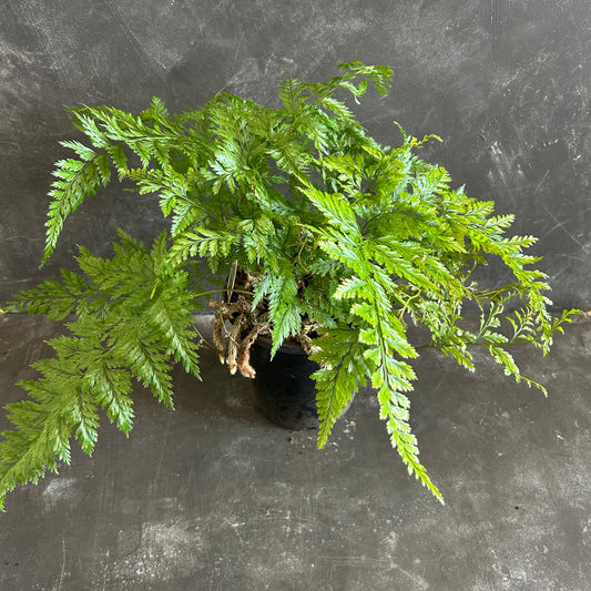 Rabbit's Foot Fern 180mm