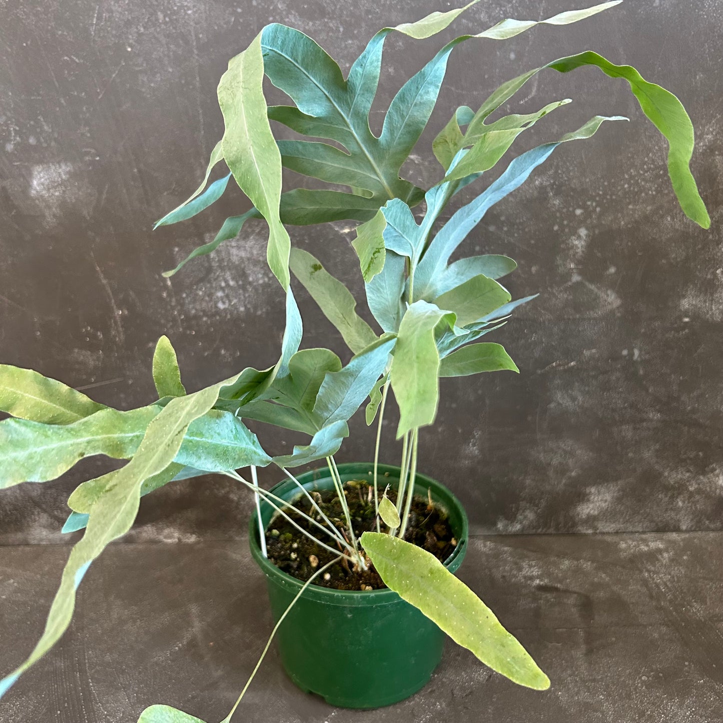 Blue Star Fern 140mm