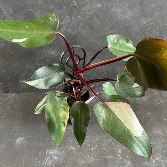 Philodendron Pink Princess 125mm