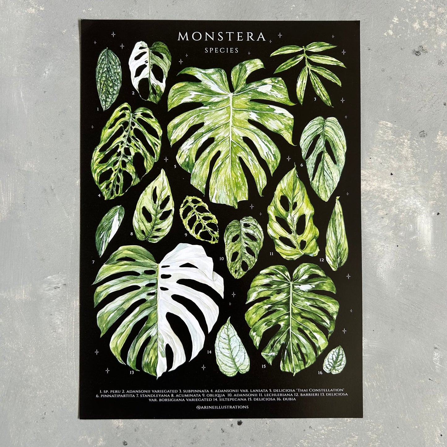 Monstera Species Print (A4 & A5)