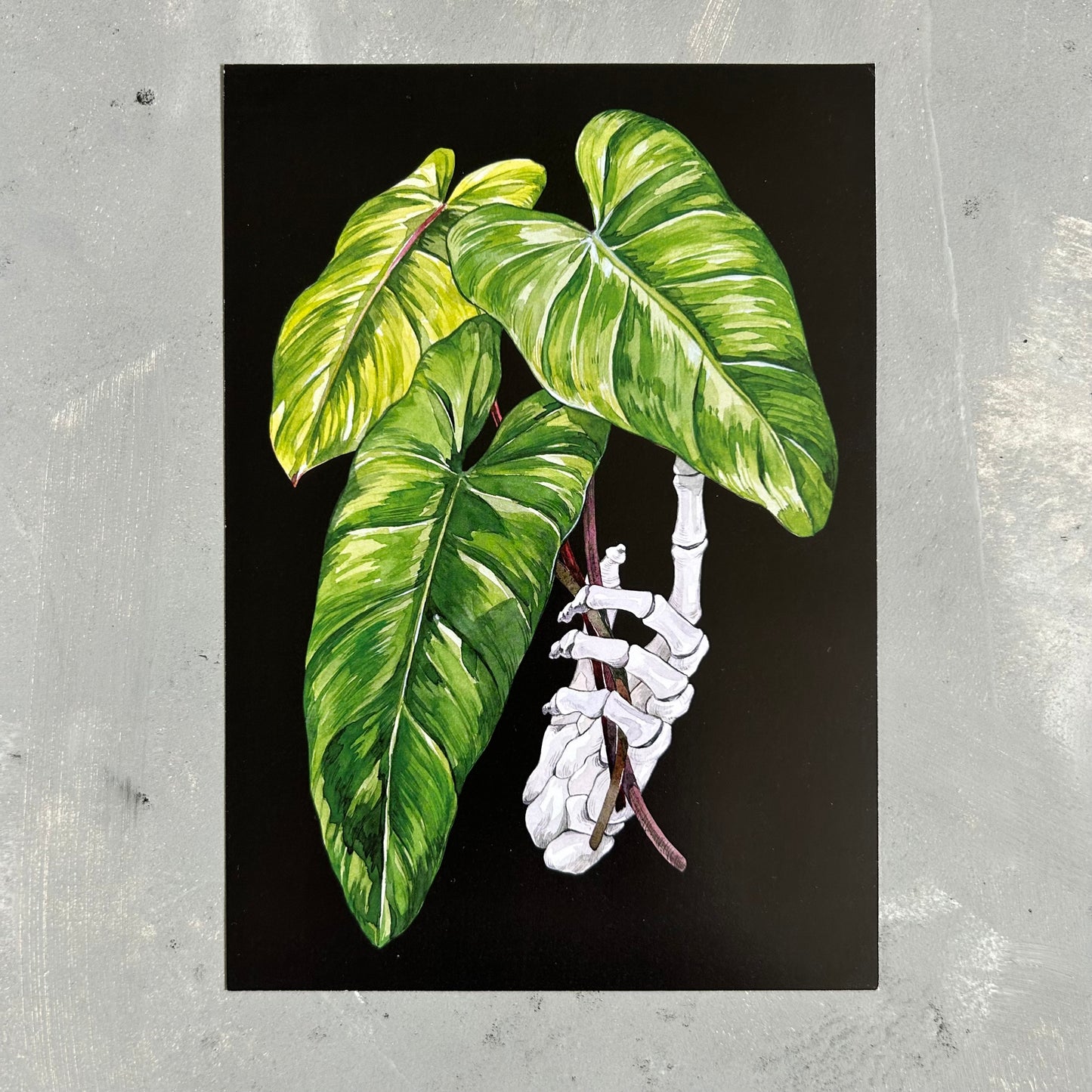 Philodendron Erubescens Cutting Print (A4 & A5)