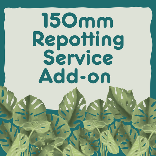 150mm Repotting Service Add-On