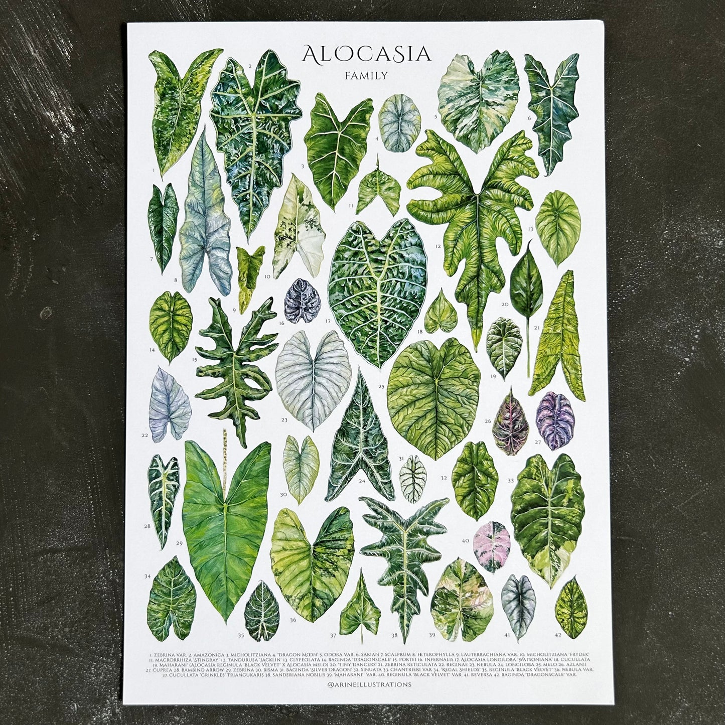 Alocasia Species A4 Print