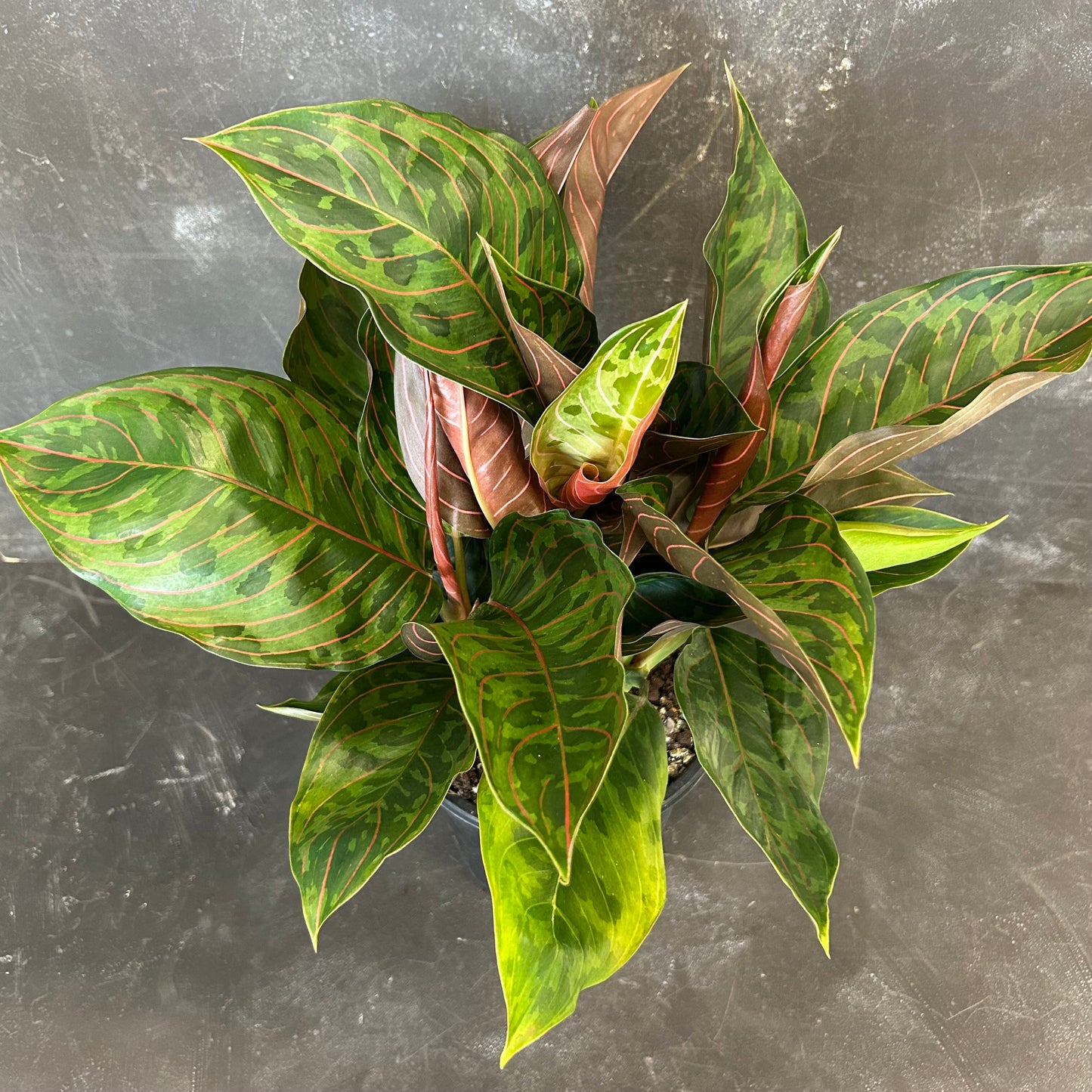 Aglaonema Red Army 180mm