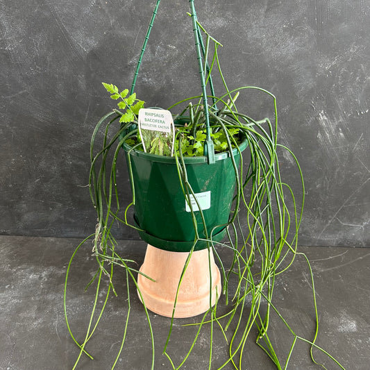 Mistletoe Cactus 175mm