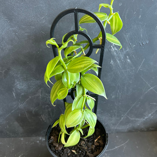 Vanilla Planifolia Variegated 125mm