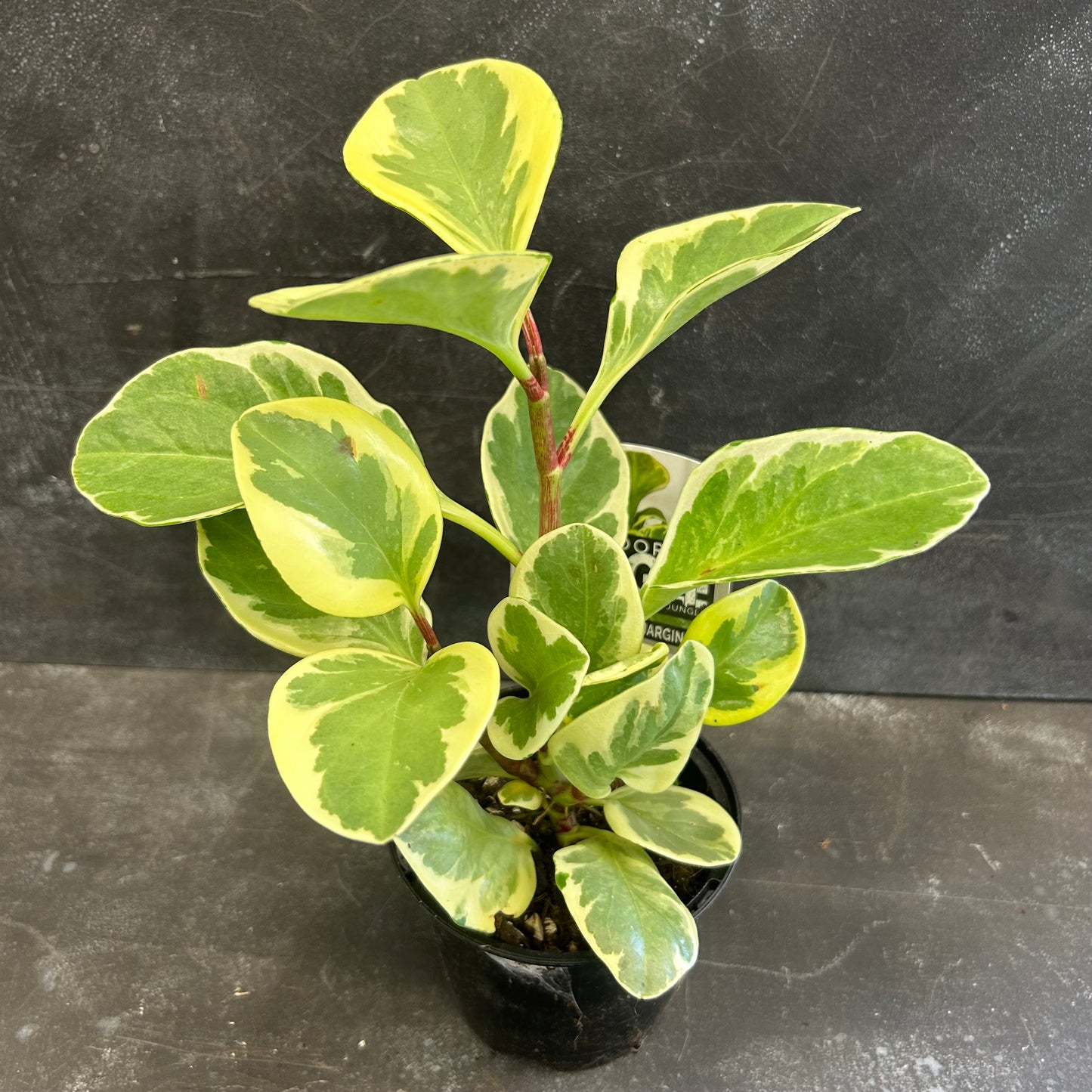 Peperomia Obtusifolia Albo-Marginata 105mm