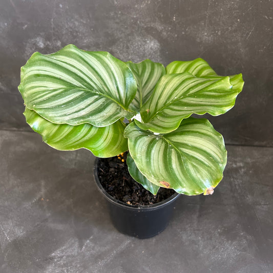 Calathea Orbifolia 130mm