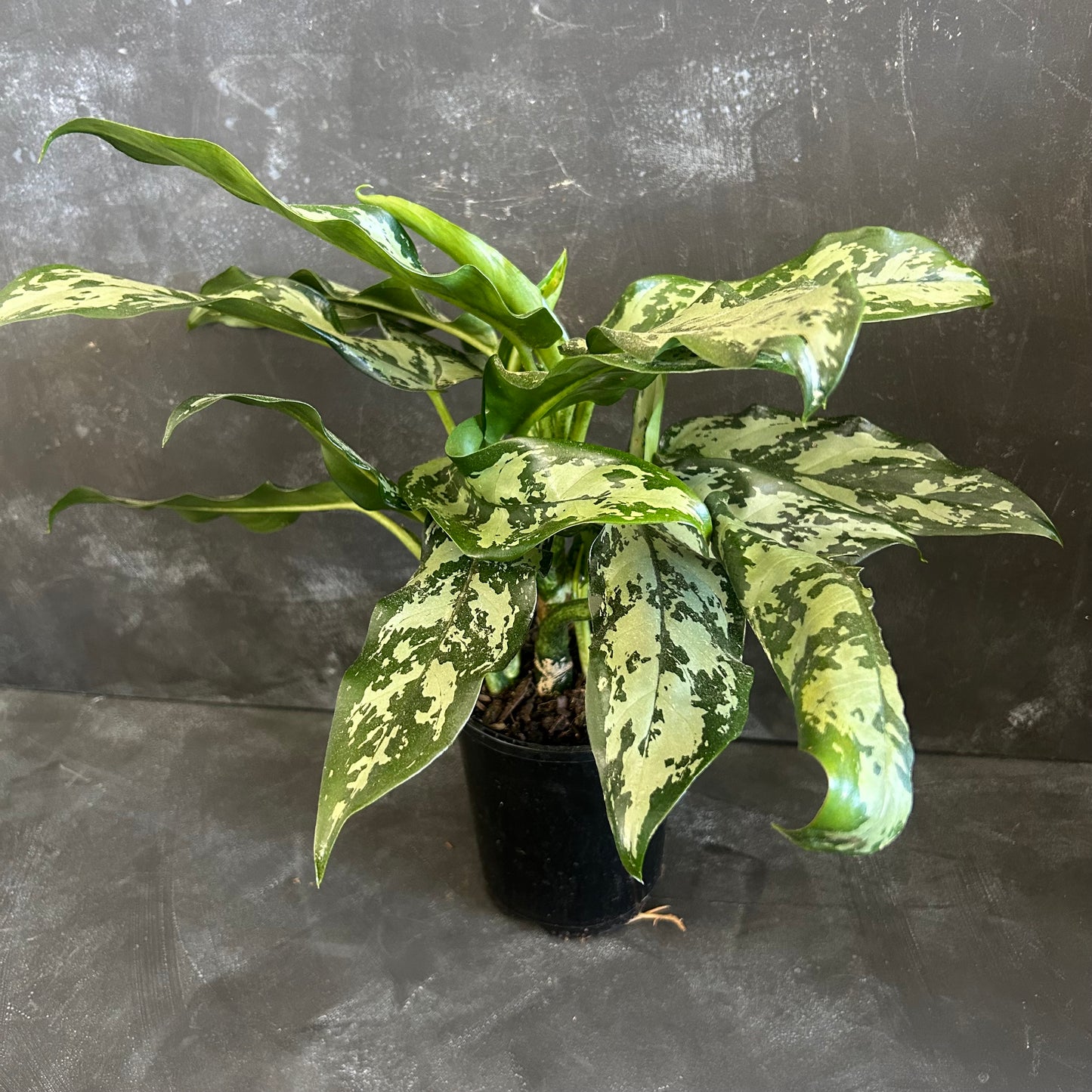 Aglaonema Emerald Beauty 140mm