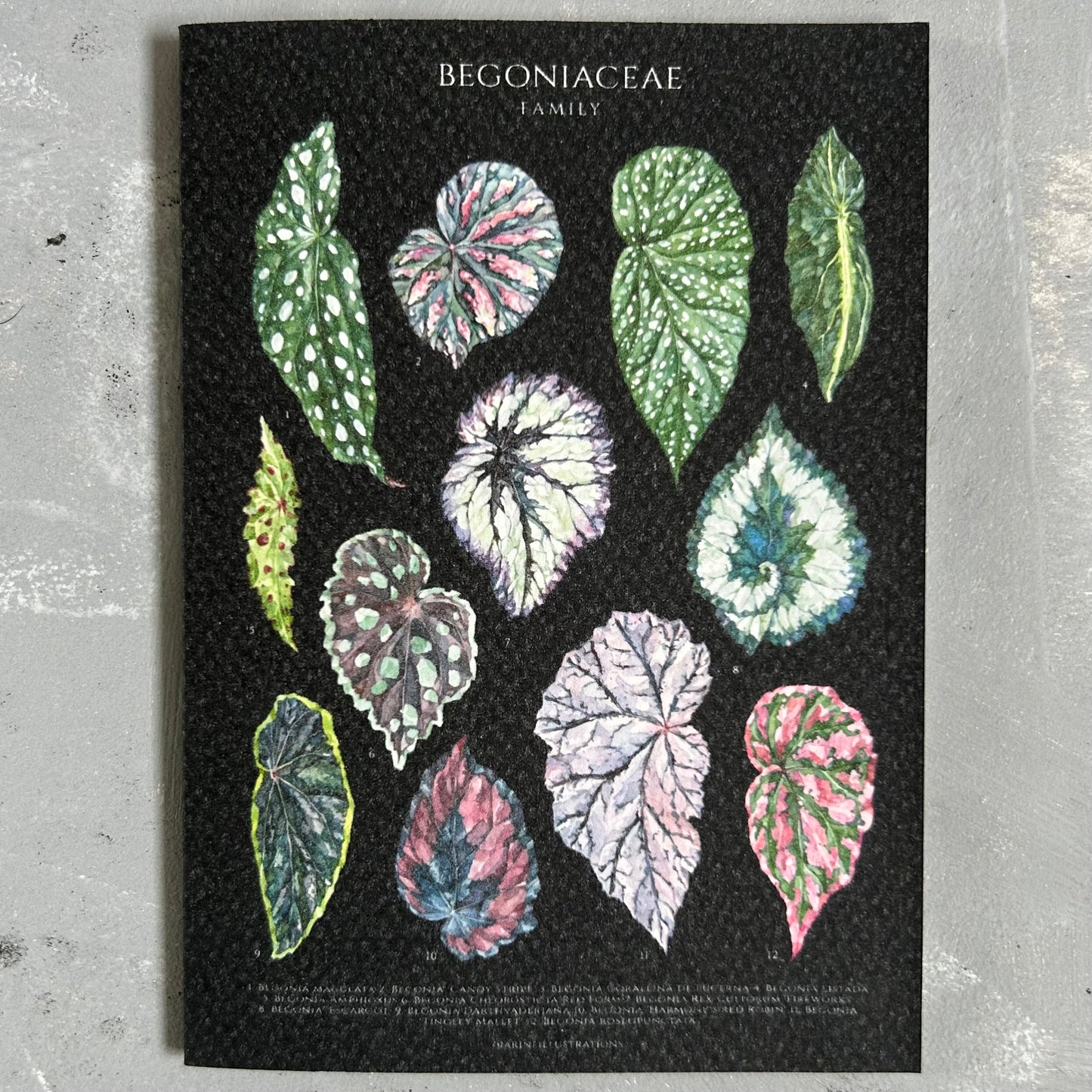 Begonia Species Card/A6 Mini Poster
