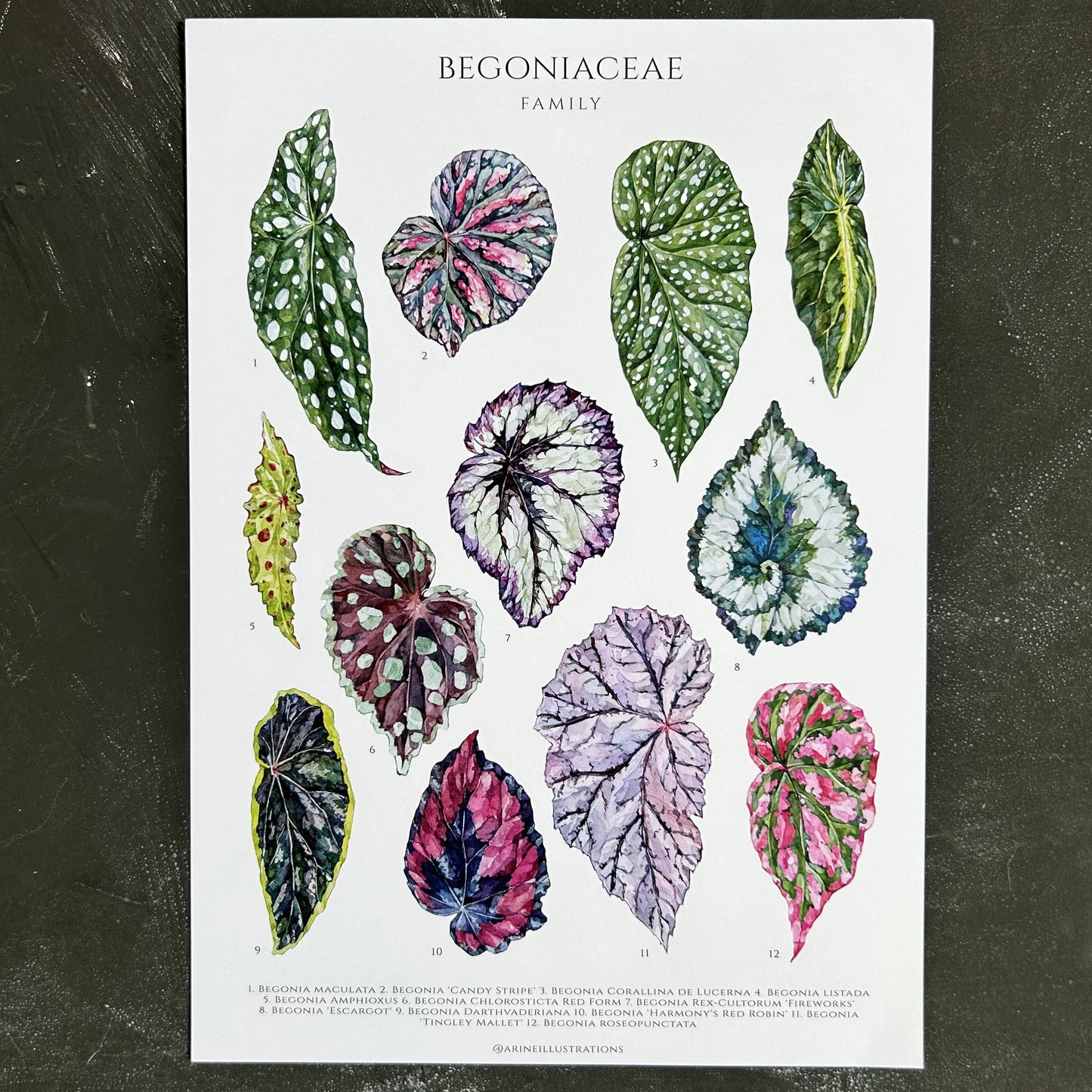 Begonia Species A4 Print