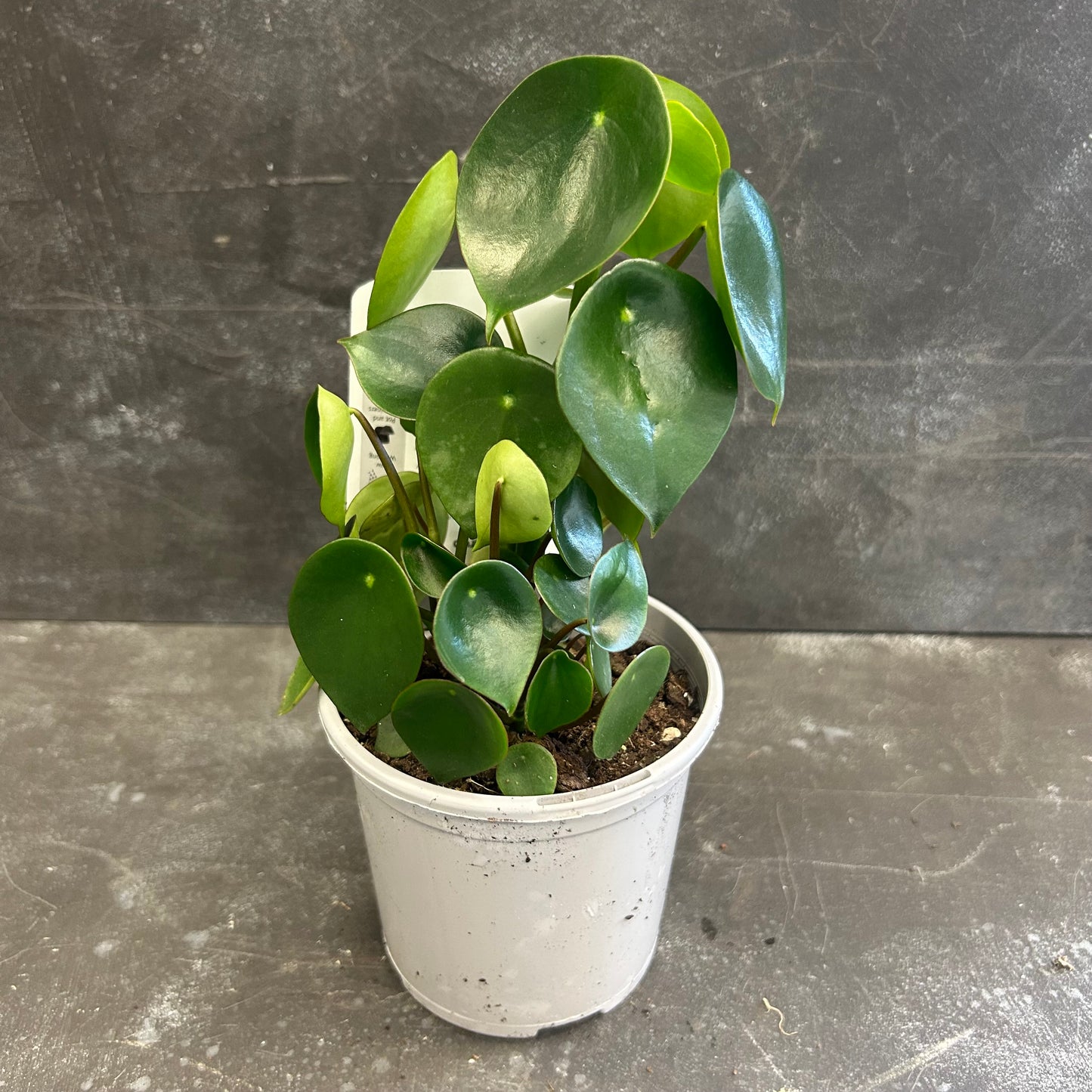 Peperomia Polybotrya Coin Leaf 105mm