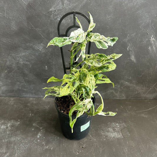 Monstera Adansonii Mint 125mm