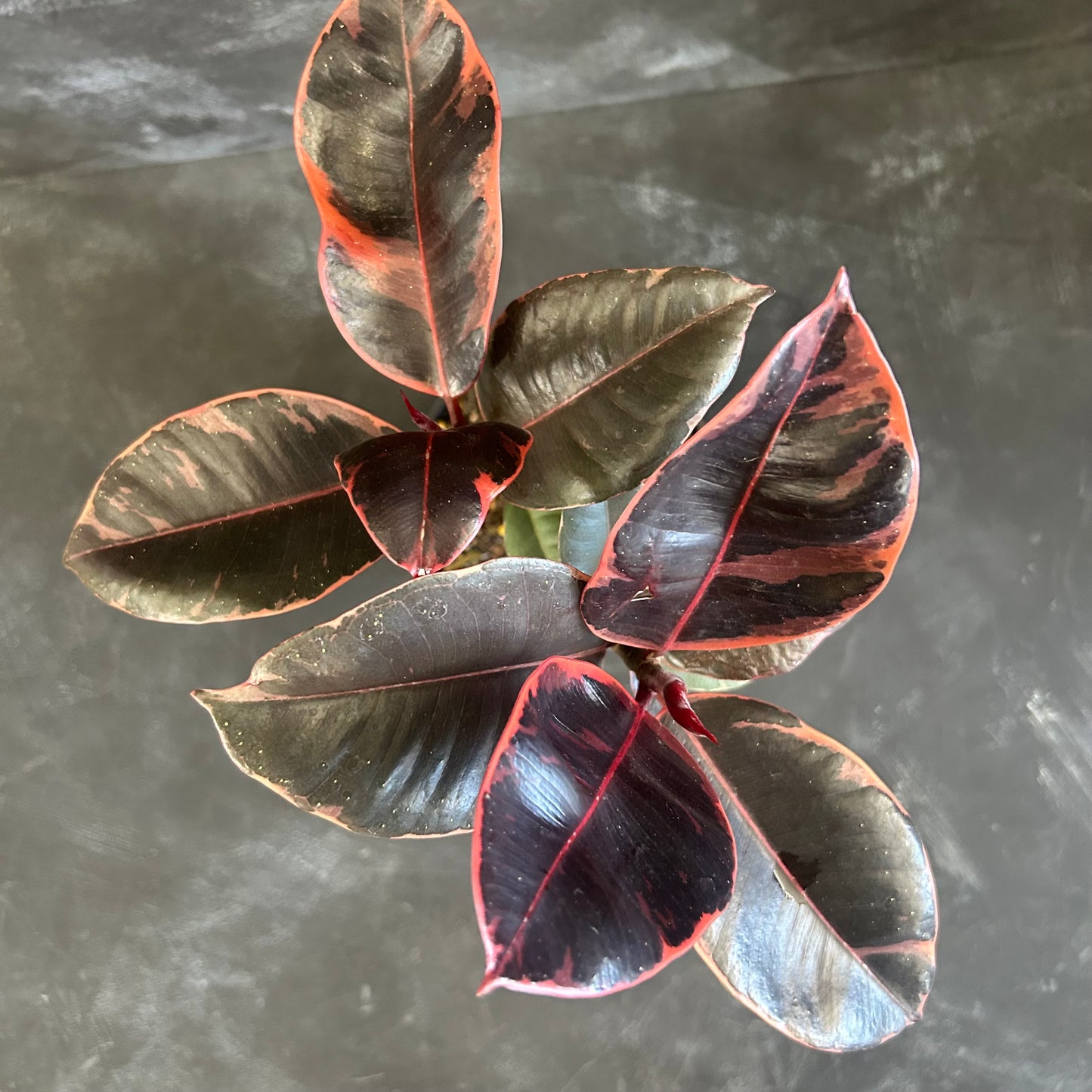 Ficus Elastica Ruby 130mm