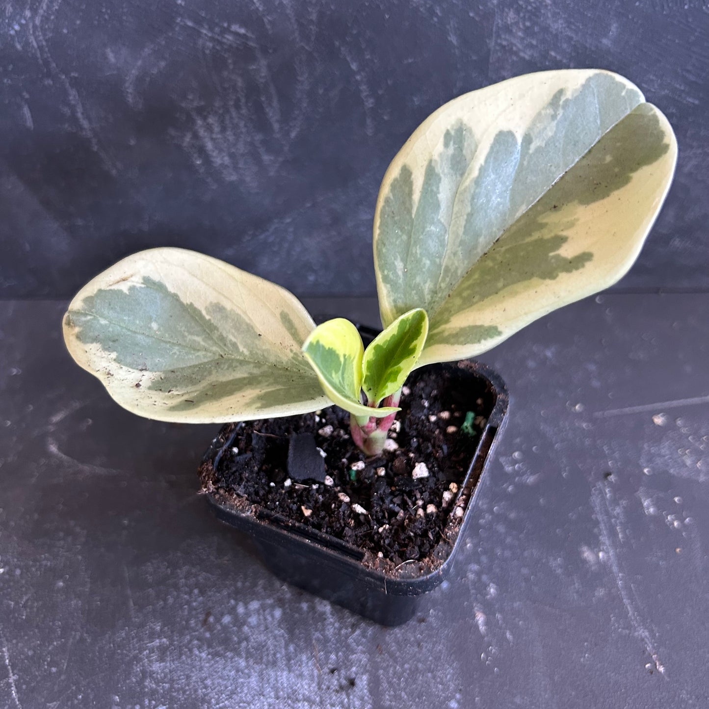 Peperomia Albo Variegated 70mm