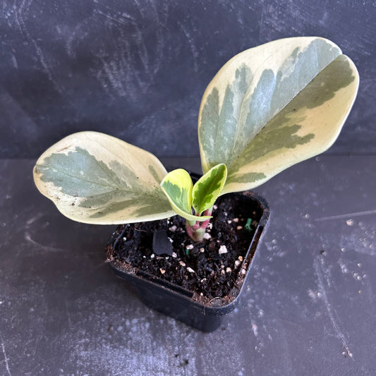 Peperomia Albo Variegated 70mm