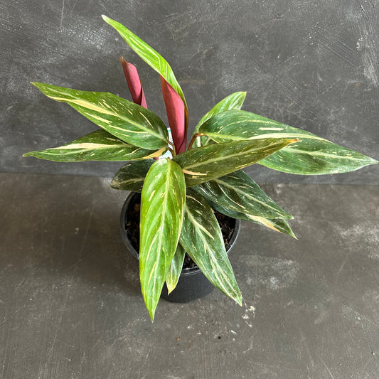 Stromanthe Magic Star 130mm