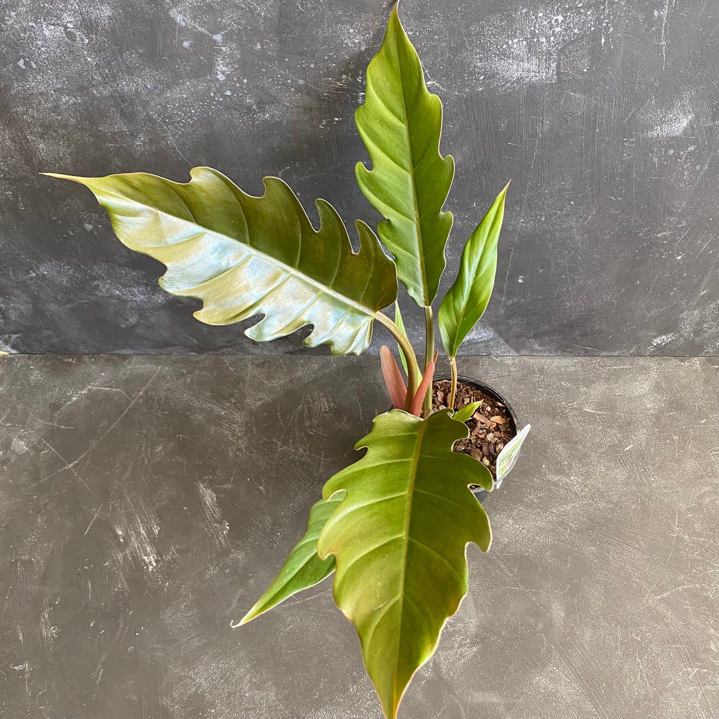Philodendron Pluto 130mm
