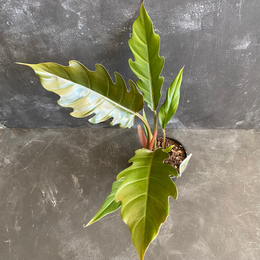 Philodendron Pluto 130mm