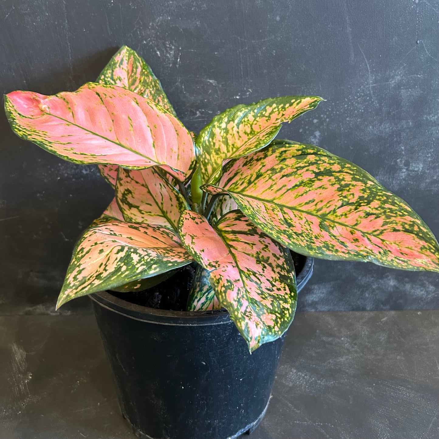 Aglaonema Lady Valentine 200mm