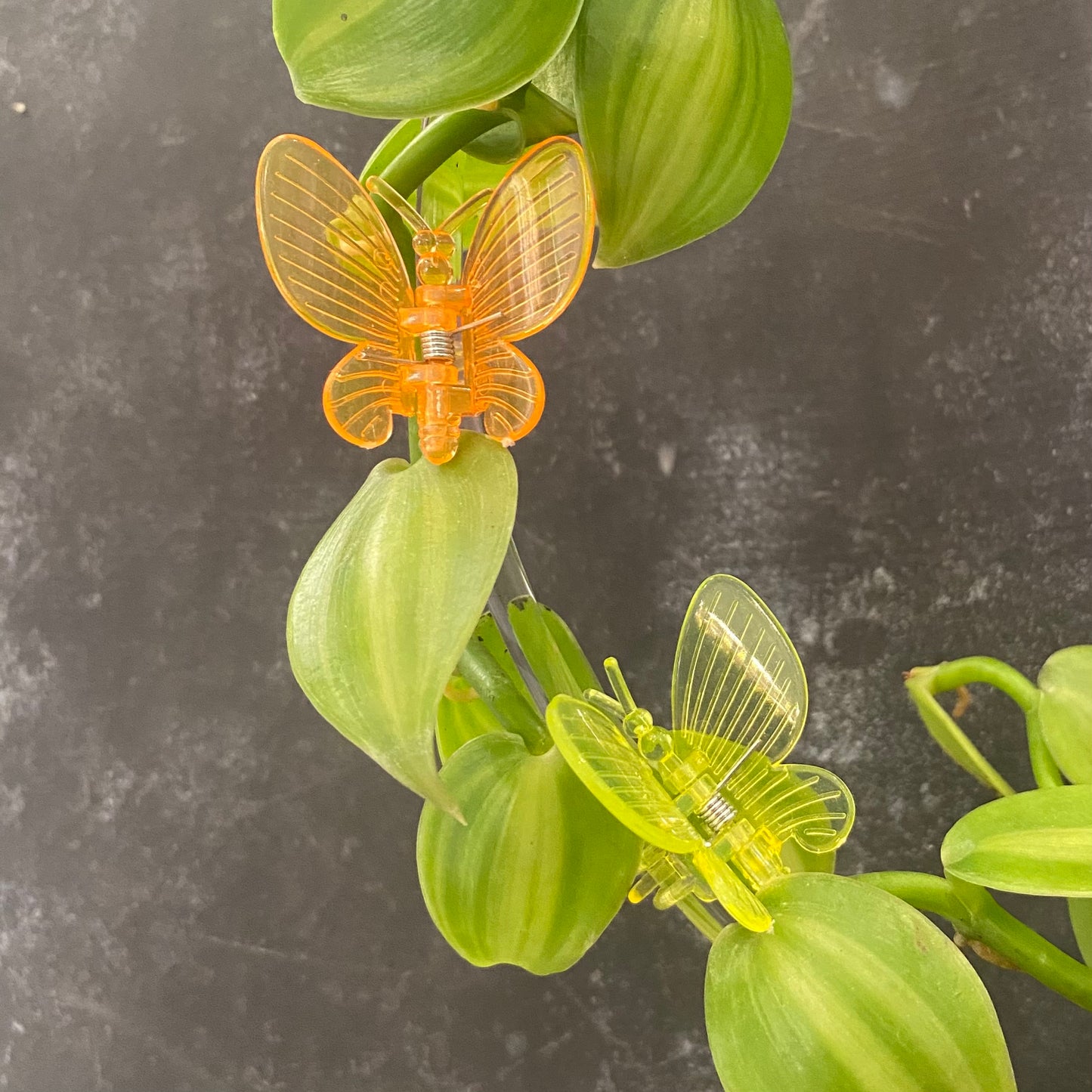 Rainbow Butterfly Plant Clips 10pk