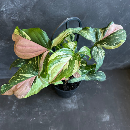 Syngonium Red Spot Tricolour 125mnm