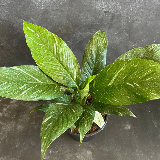 Domino Peace Lily 200mm