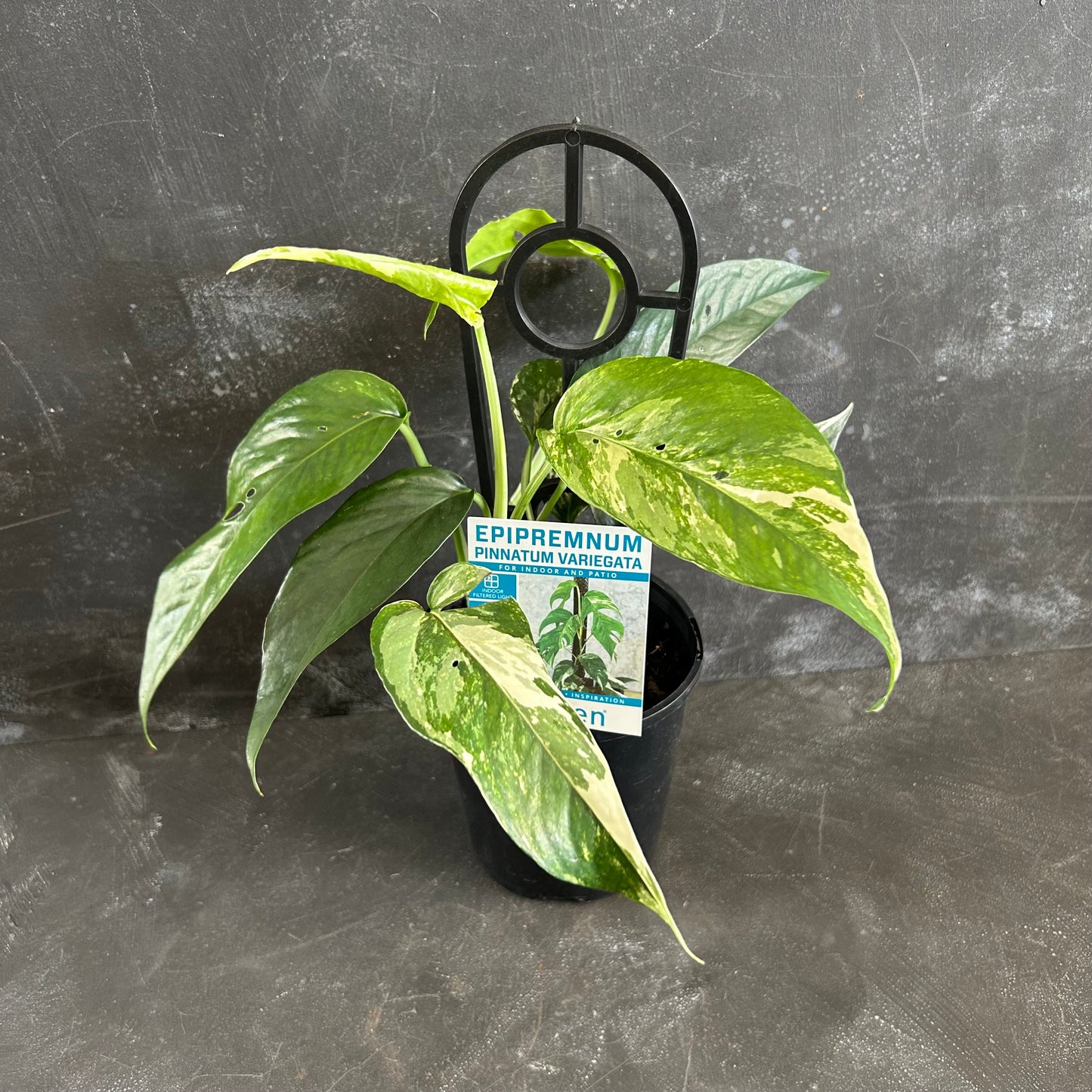 Epipremnum Pinnatum Variegated 125mm