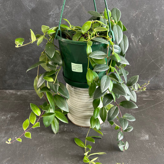 Aeschynanthus Lobbianus Lipstick Plant 175mm
