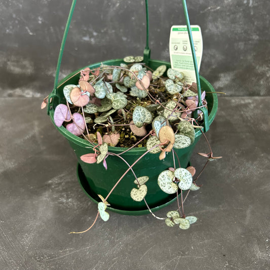 Chain of Hearts 170mm