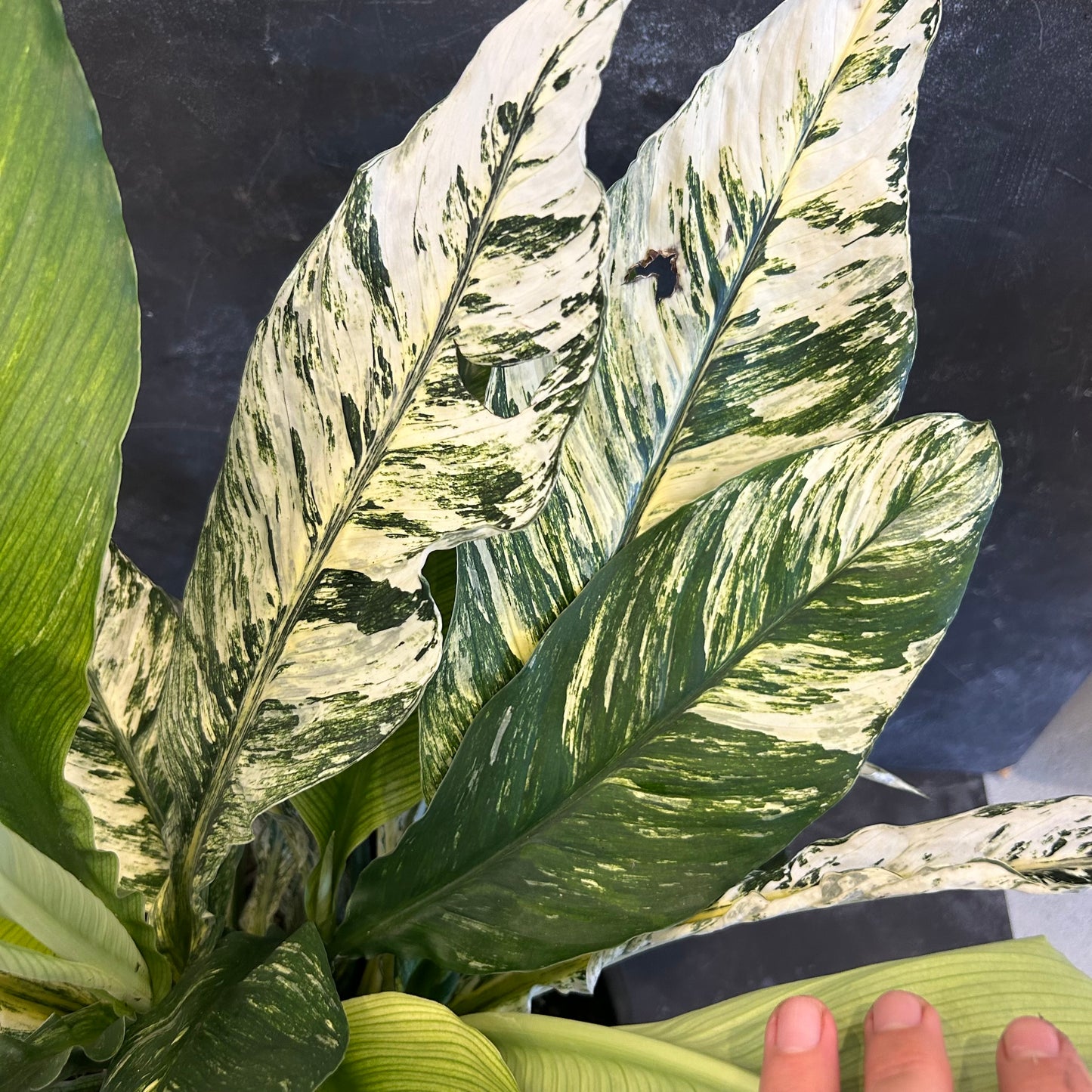 Spathiphyllum Sensation Variegated 250mm