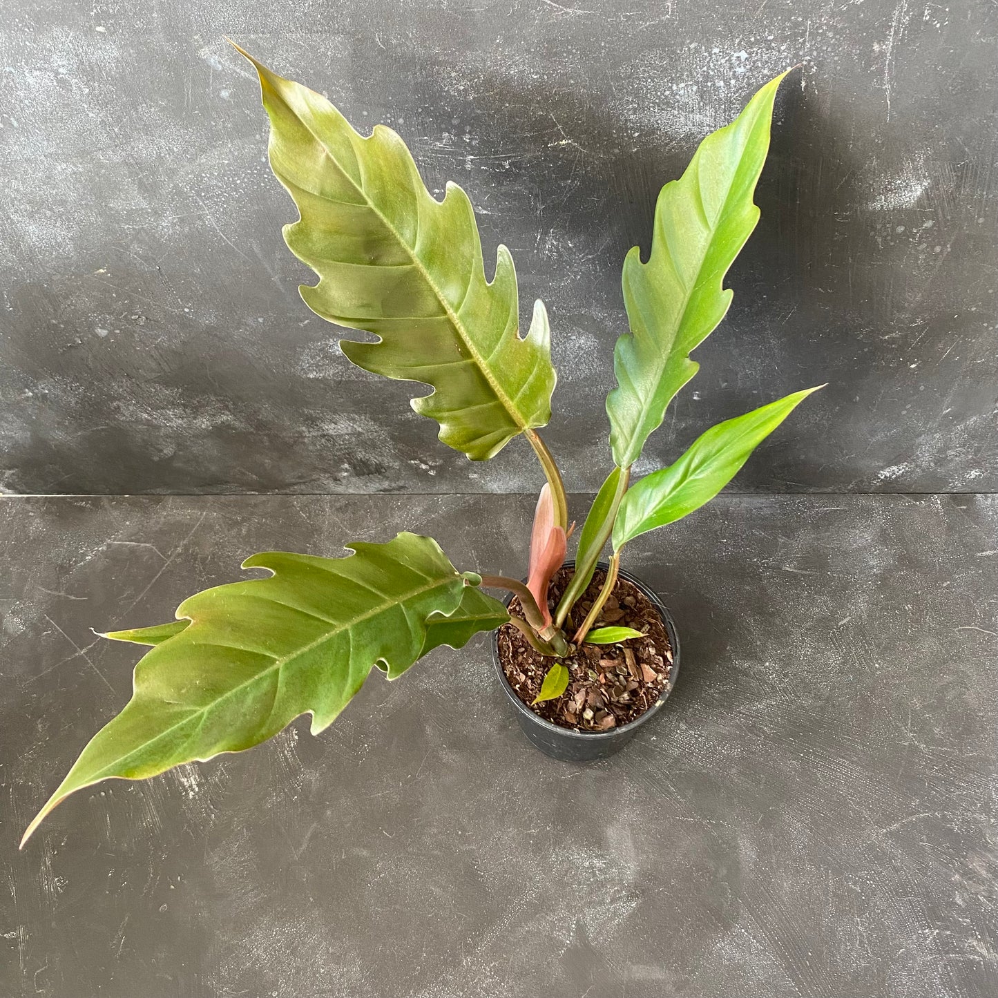 Philodendron Pluto 130mm