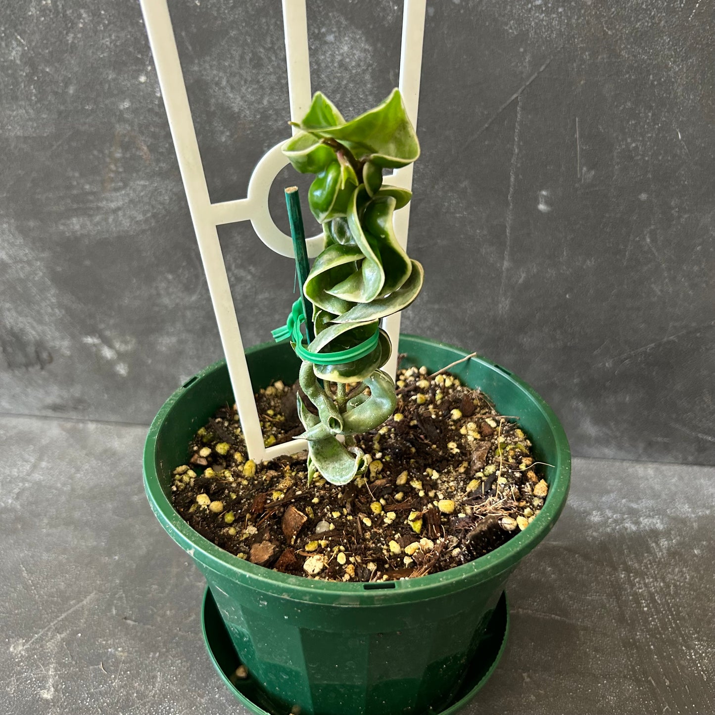 Variegated Hoya Indian Rope 140mm