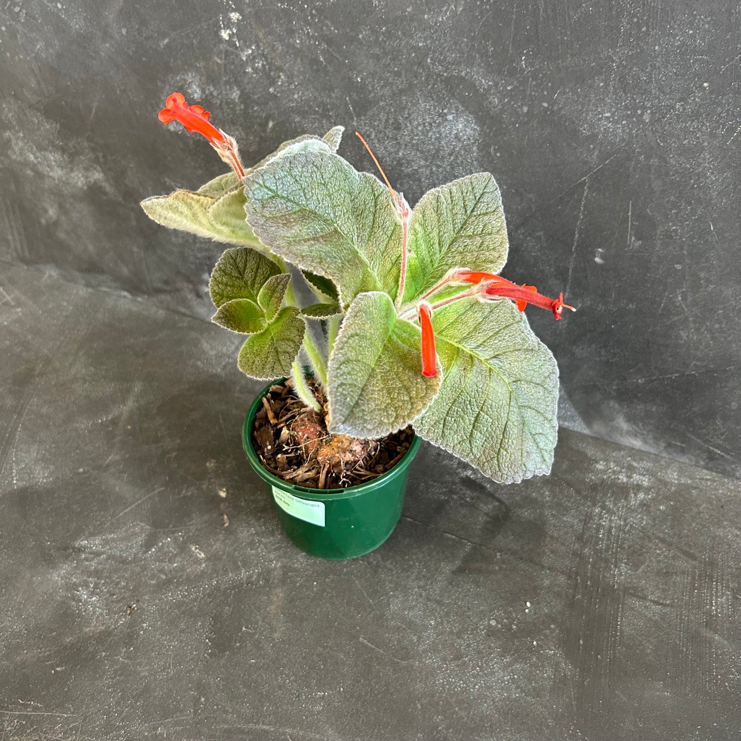 Assorted Sinningia 10cm