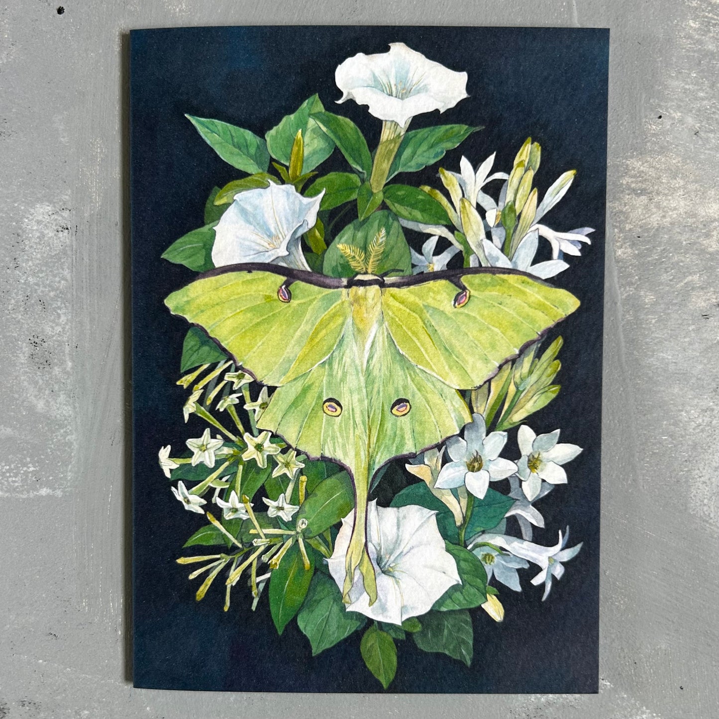 Moth & Nocturnal Flowers Card/A6 Mini Poster