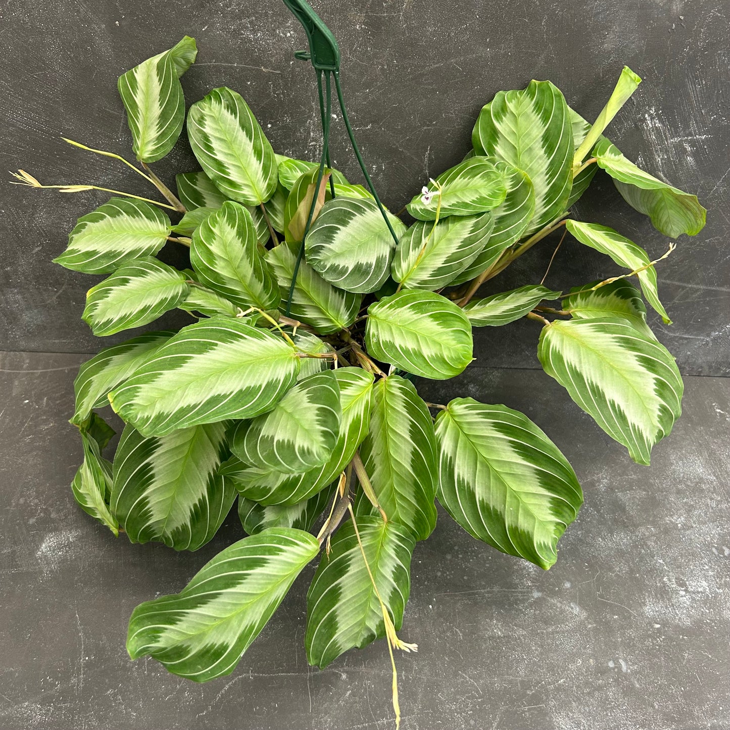 Maranta Silver Band 140mm SECRET SALE!