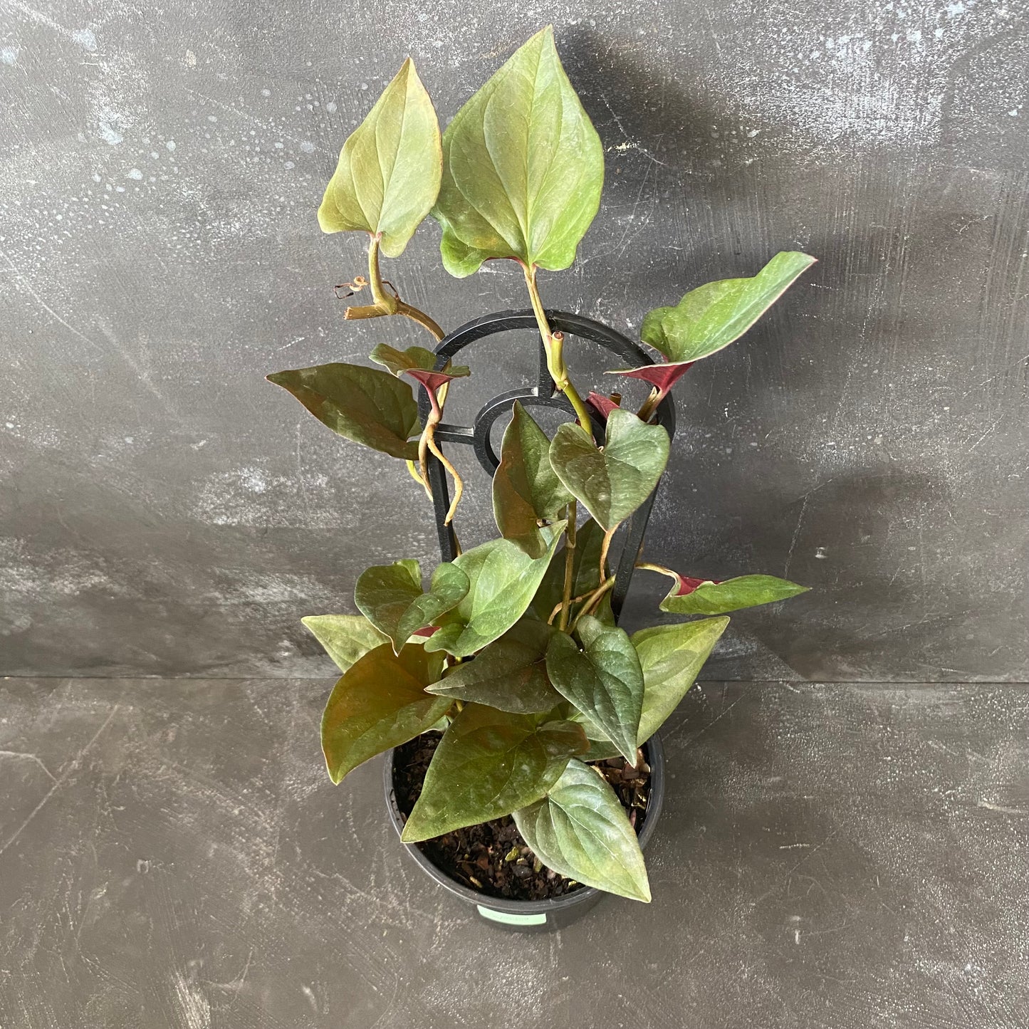 Syngonium Erythrophyllum 'Red Arrow' 130mm