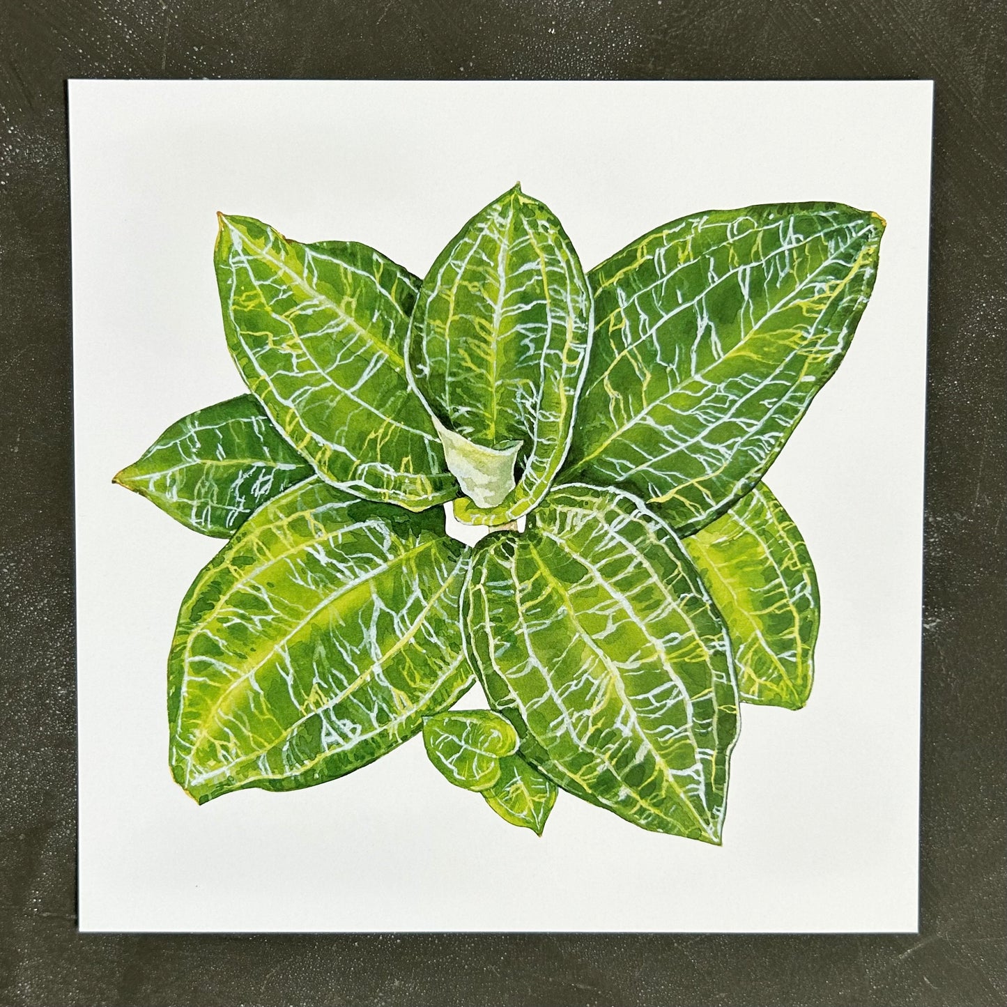 Macodes Petola Jewel Orchid Square Print