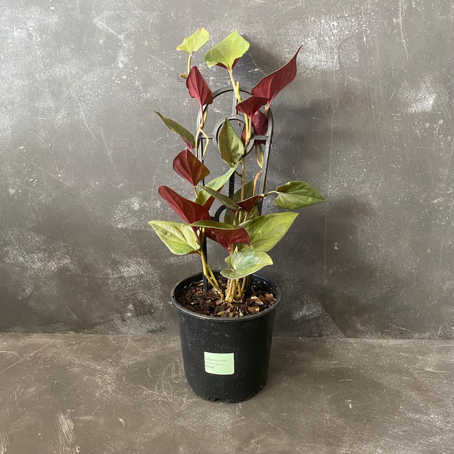 Syngonium Erythrophyllum 'Red Arrow' 130mm