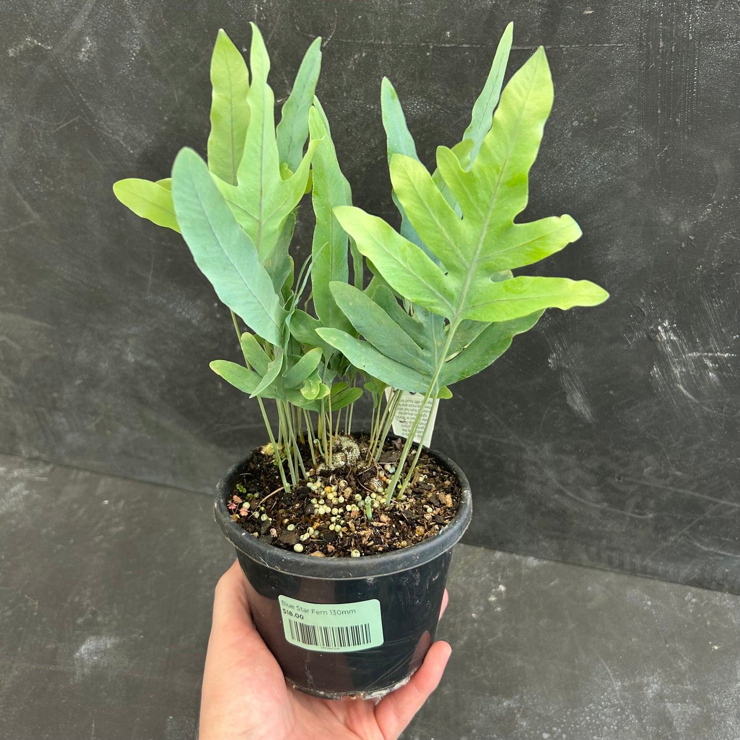 Blue Star Fern 130mm