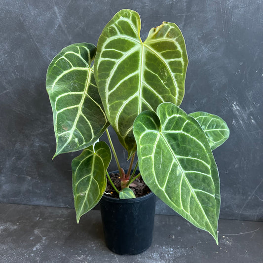 Anthurium Crystallinum x Regale 125mm