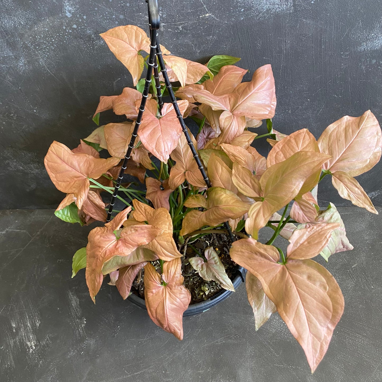 Syngonium Neon Hanger 200mm