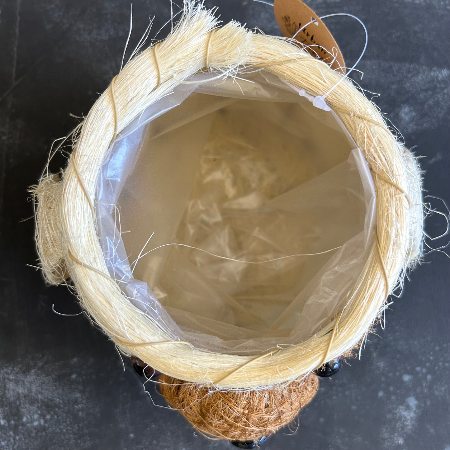 Dog Husk Planter 10cm